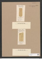 Surirella fusiformis Lend.-Fortm. (de-Toni-Nr.: Genus 53, Species 2280) Zeichnungen Sammlung Grunow Nr. 4734 (NHMW-BOT-W0372836)